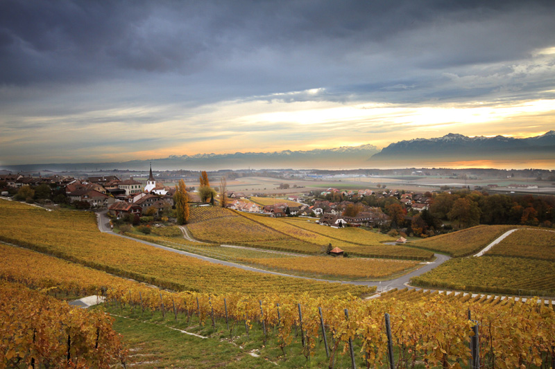 Domaine de Féchy - Cave de la Crausaz